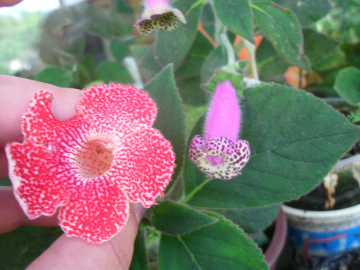  - 2014--1Kohleria