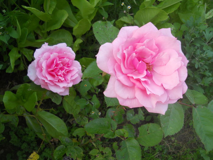 DSCN0717
