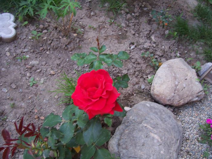 100_7526 - flori