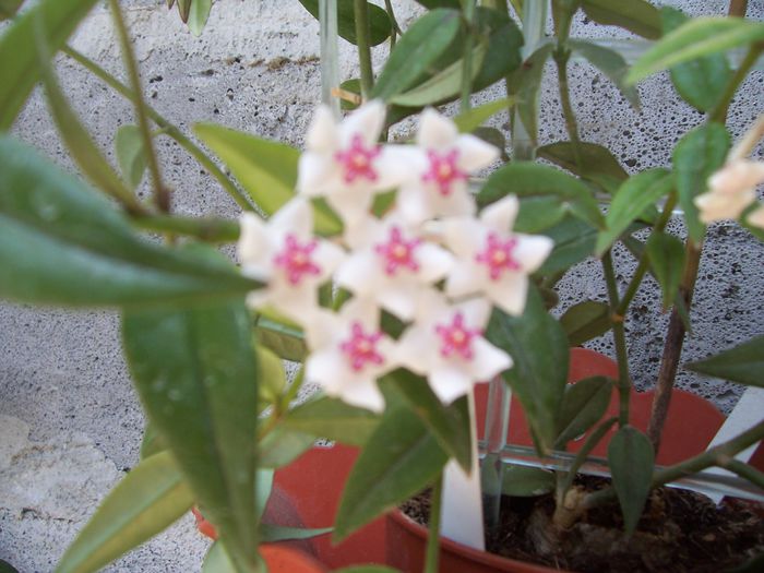 100_7532 - flori