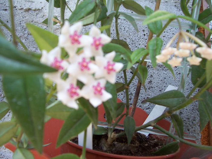 100_7533 - flori