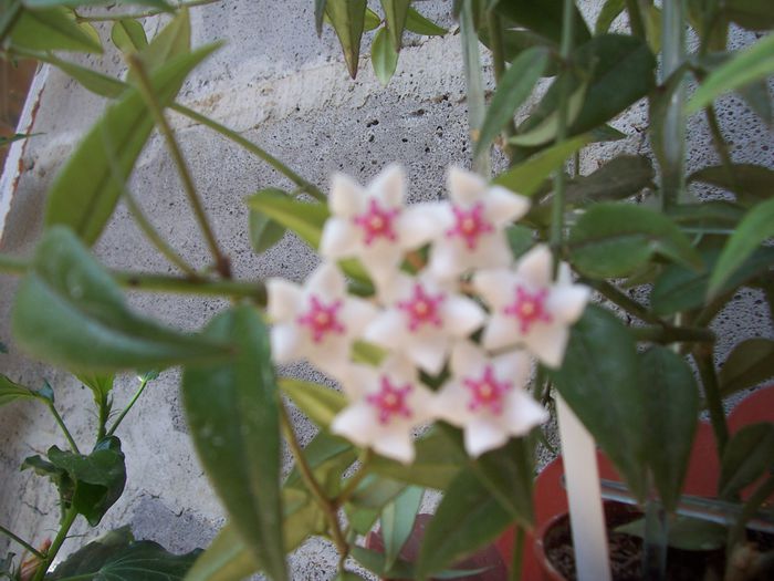100_7535 - flori