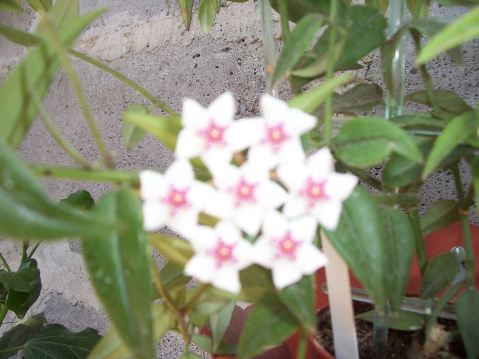 100_7536 - flori