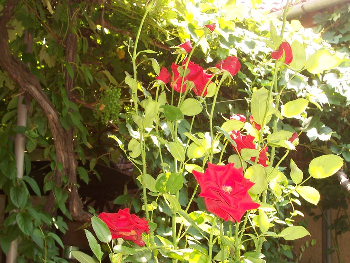 100_7558 - flori