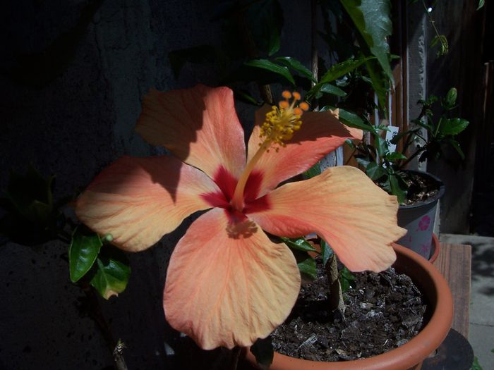 100_7538 - flori