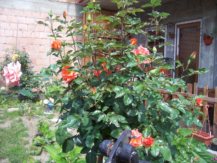 100_7541 - flori