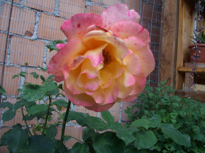 100_7544 - flori