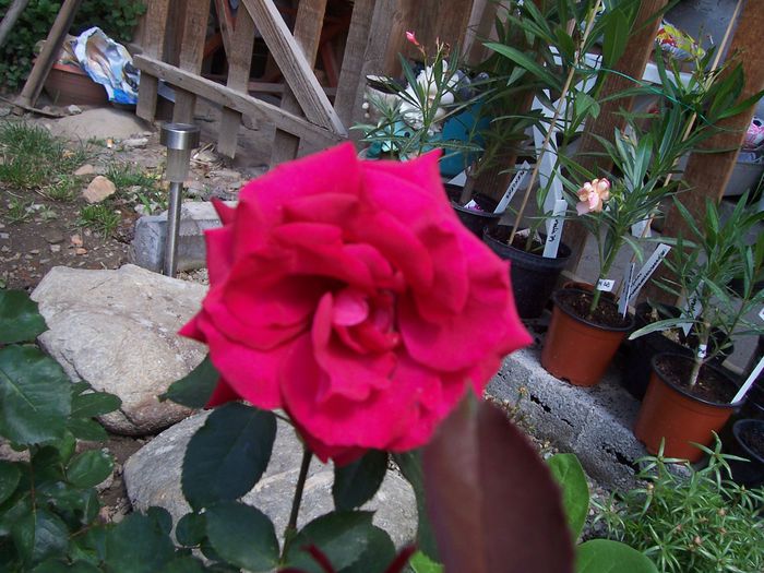 100_7546 - flori