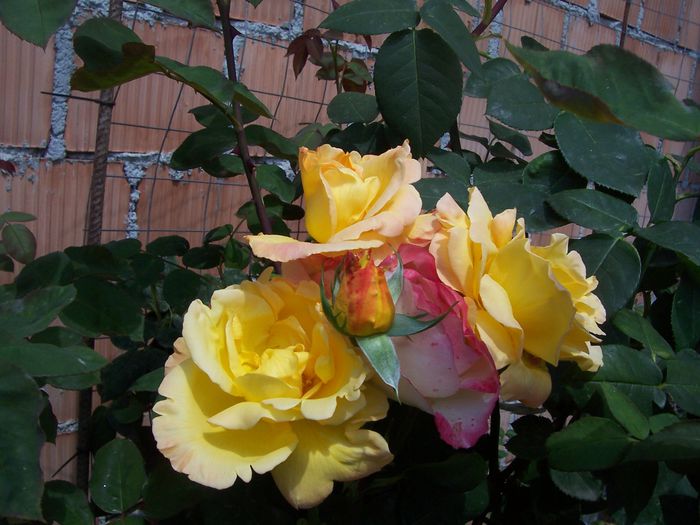 100_7547 - flori