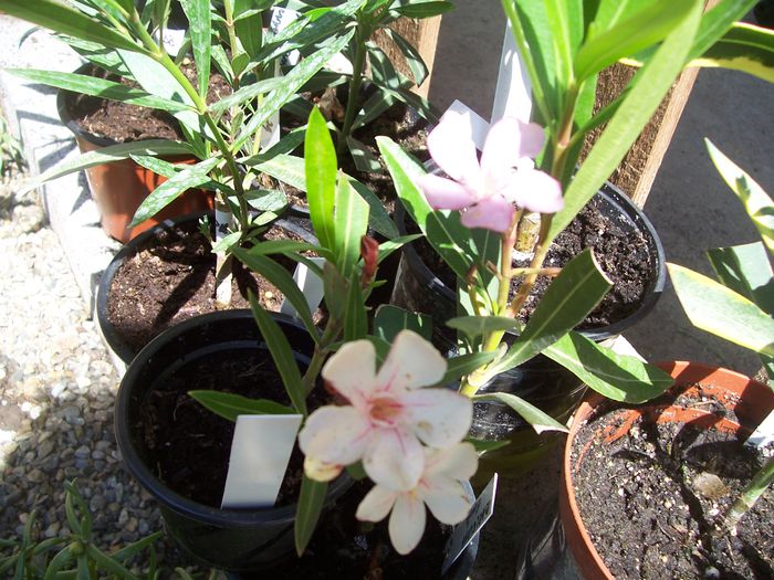 100_7548 - flori