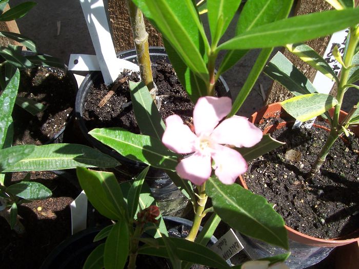 100_7549 - flori