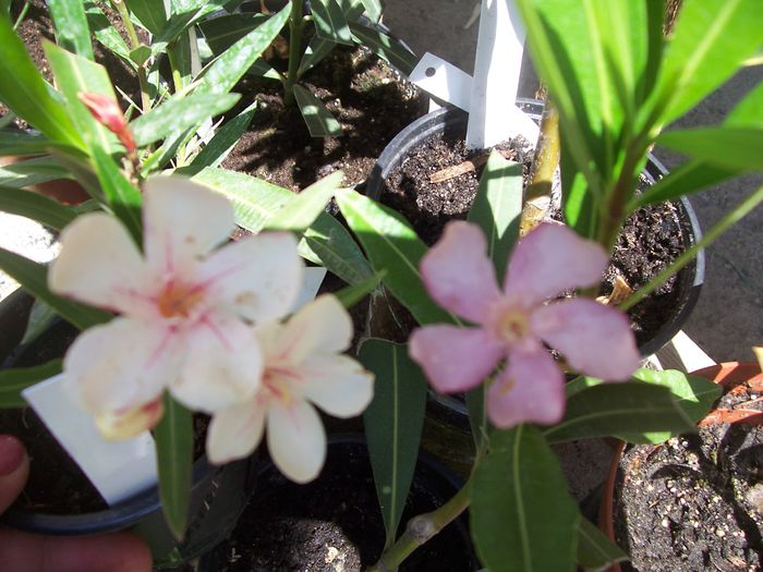 100_7550 - flori