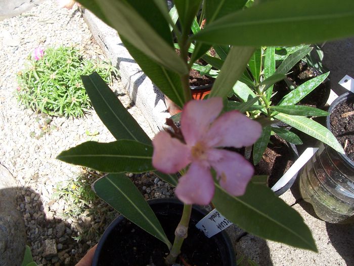 100_7551 - flori