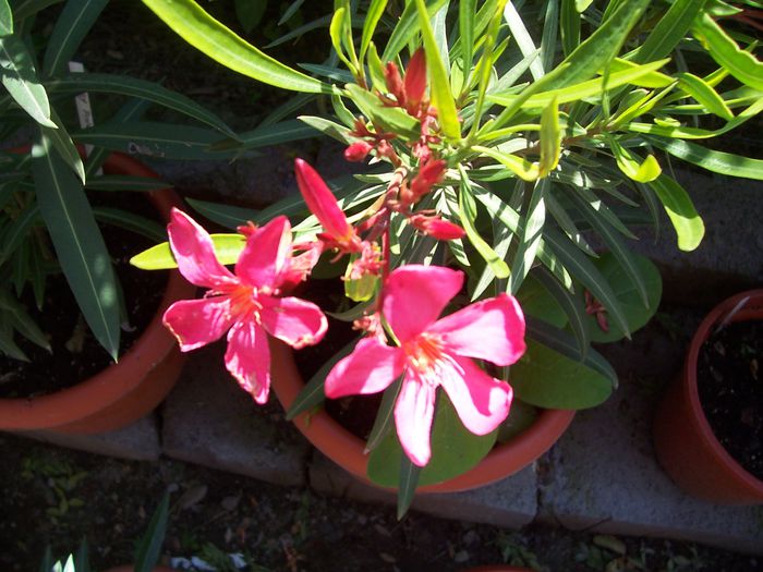 100_7554 - flori