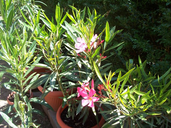 100_7555 - flori