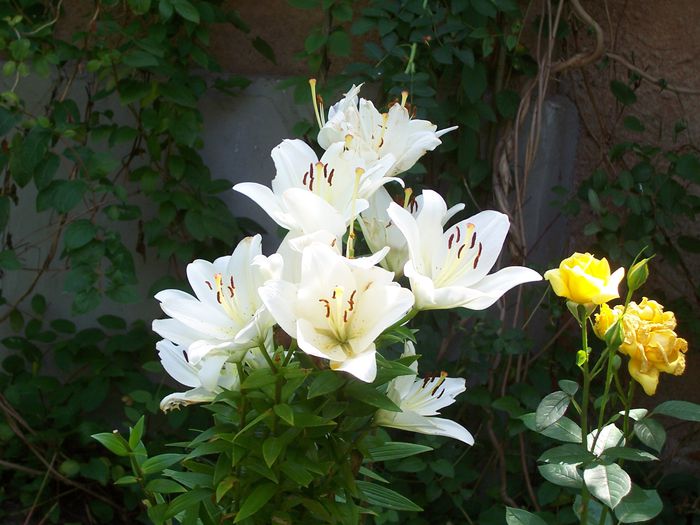 100_7556 - flori
