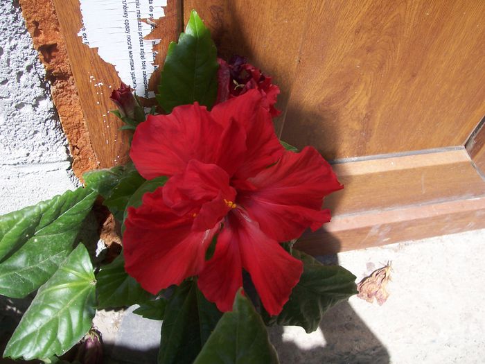 100_7557 - flori