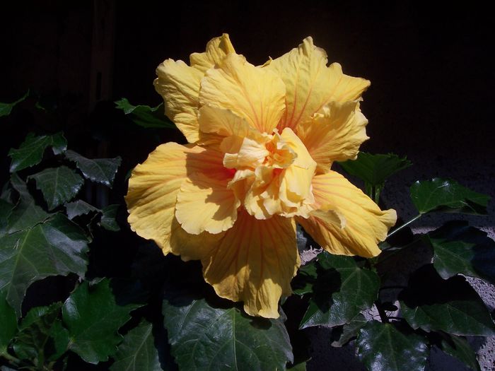 100_7620 - flori