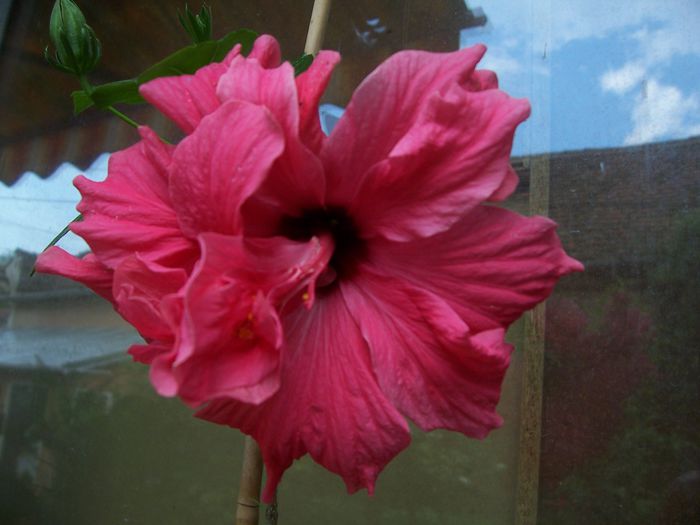 100_7587 - flori