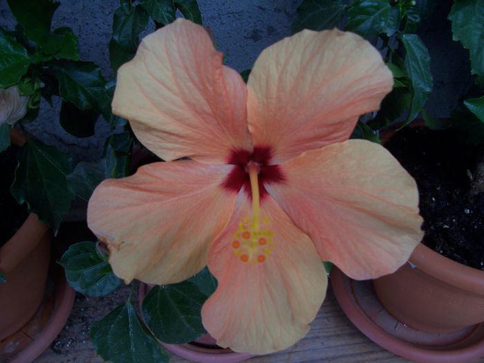100_7588 - flori