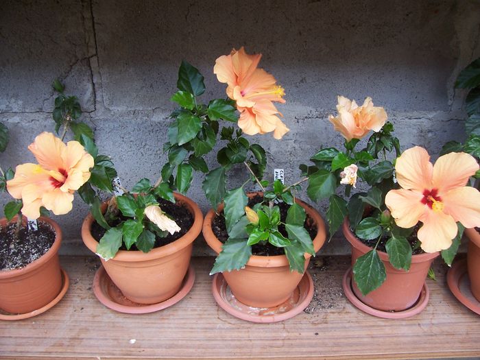 100_7590 - flori