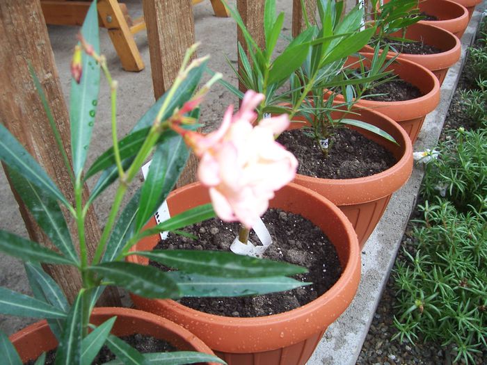100_7601 - flori