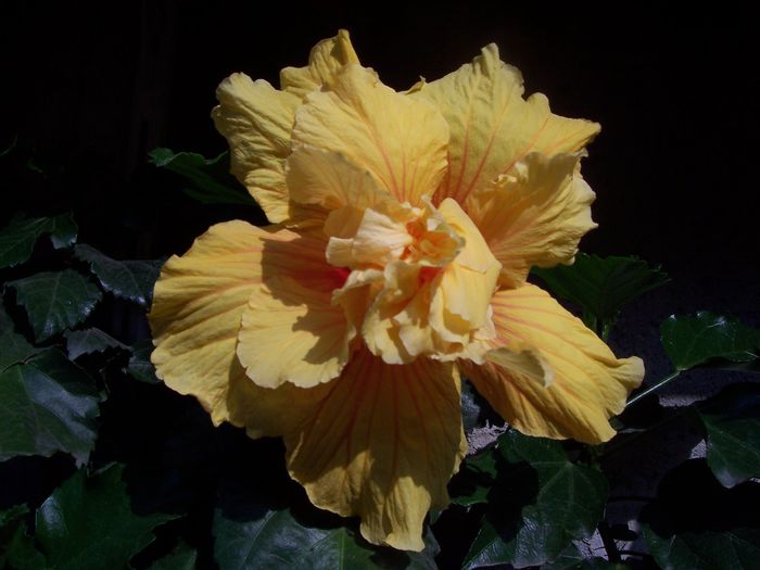 100_7619 - flori