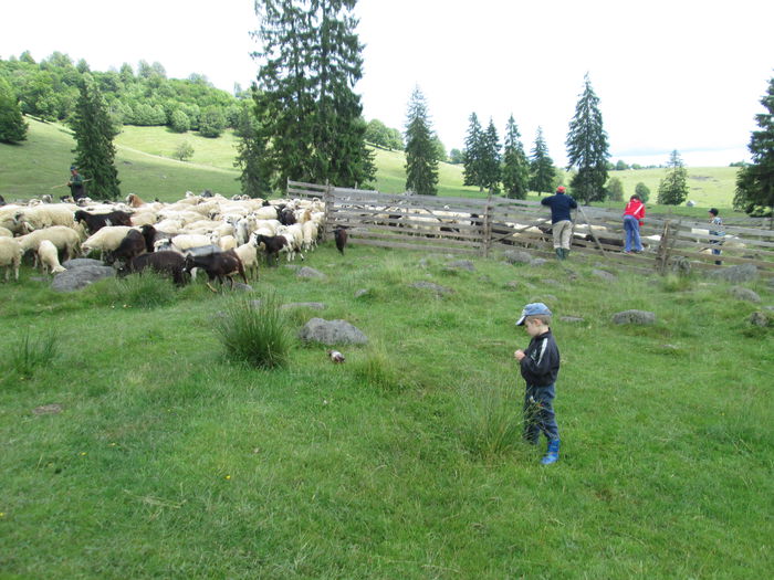 IMG_3030 - oile 2012-2013-2014- - - 2016--17-18-19-20-21-22-23