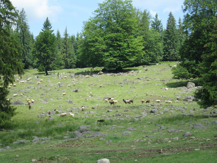 IMG_2911 - oile 2012-2013-2014- - - 2016--17-18-19-20-21-22-23