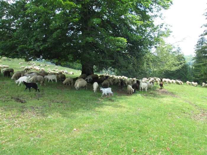 IMG_2913 - oile 2012-2013-2014- - - 2016--17-18-19-20-21-22-23