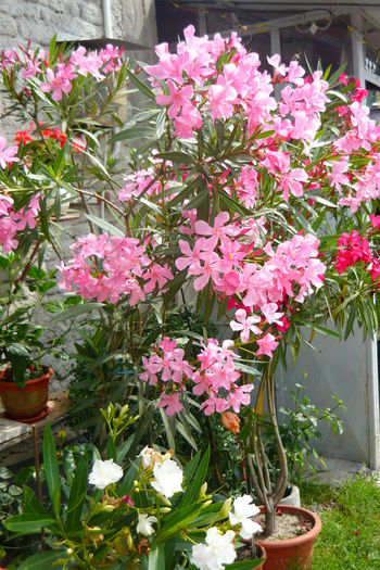 P1030224 - flori 2014