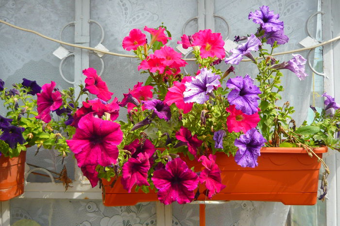 P1030226 - flori 2014