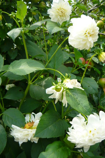 P1030232 - flori 2014