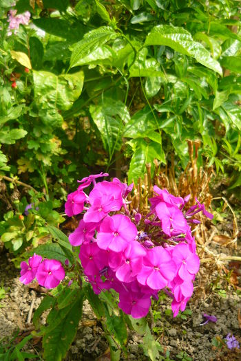 P1030234 - flori 2014