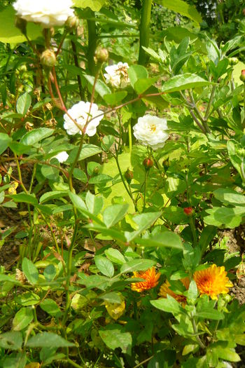P1030235 - flori 2014