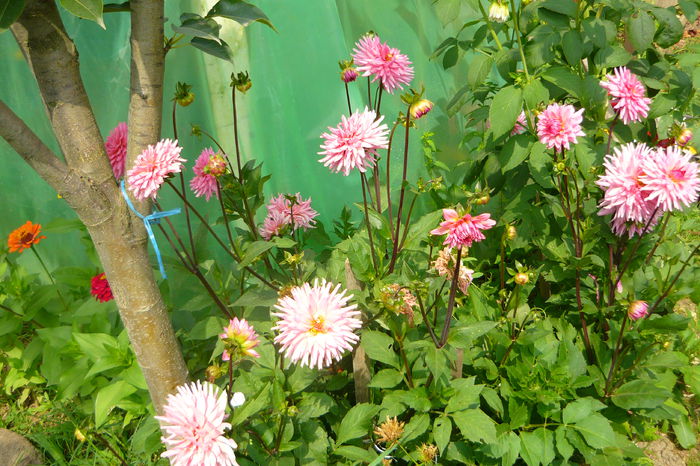 P1030236 - flori 2014