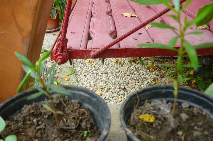 P1030248 - flori 2014