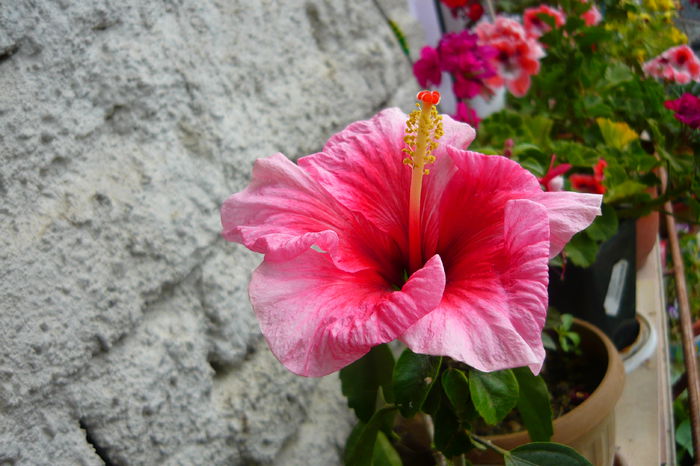 P1030252 - flori 2014