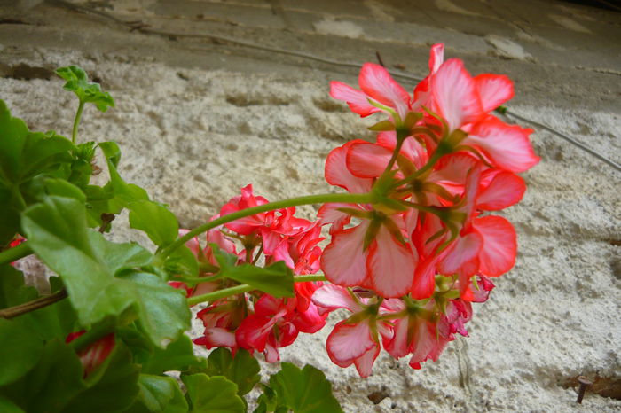 P1030254 - flori 2014