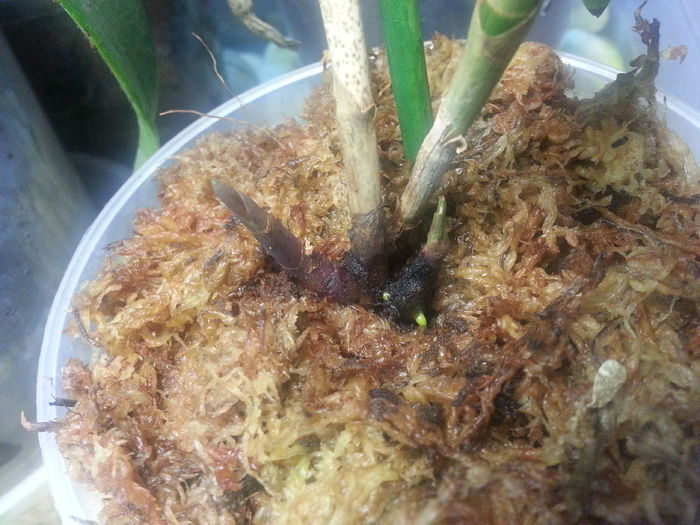 20140709_120952; Evolutie epi
