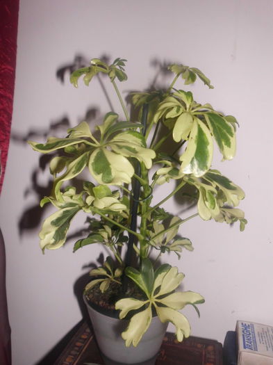 Schefflera