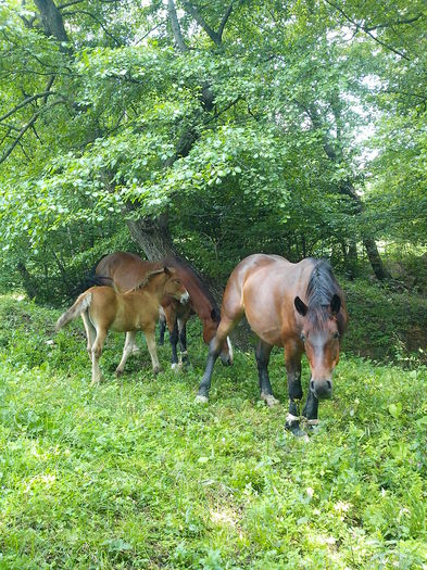 Medina, Mingo si Madalina
