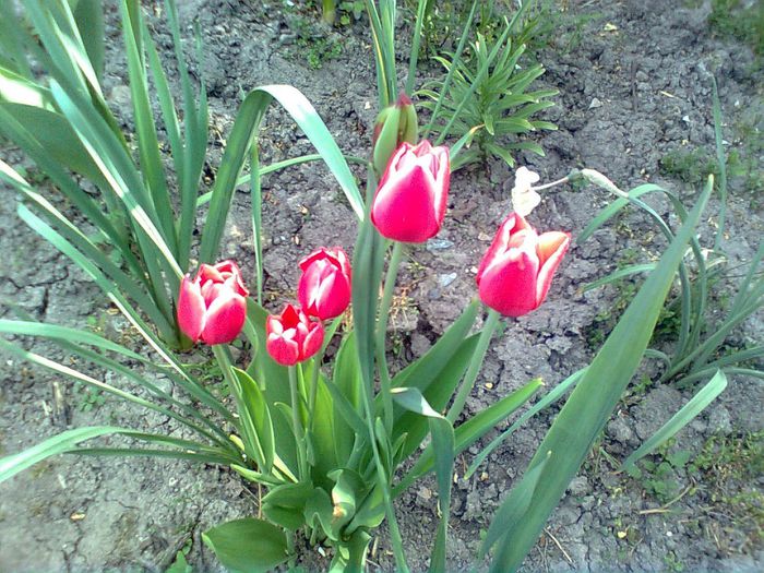  - GRADINA MEA 2014