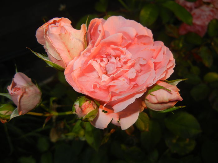 Rose Pleasure (2014, June 27)