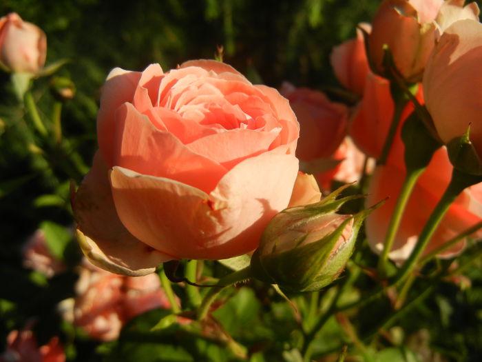 Rose Pleasure (2014, July 01)