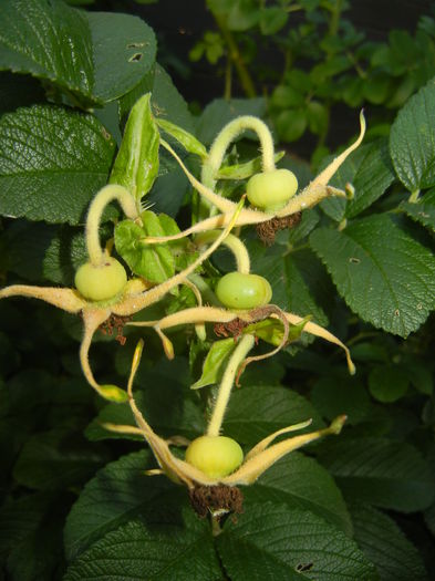 Rosa rugosa, hips (2014, June 27)