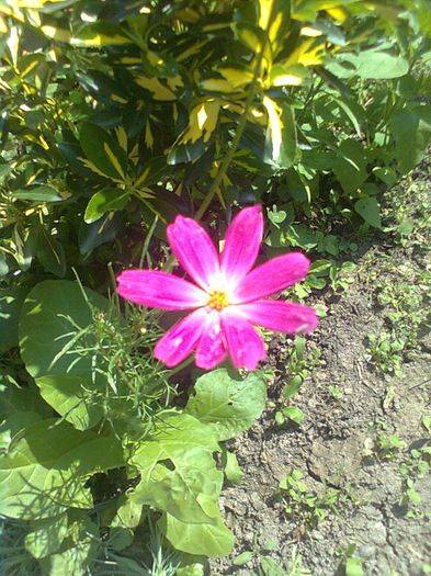  - GRADINA MEA 2014