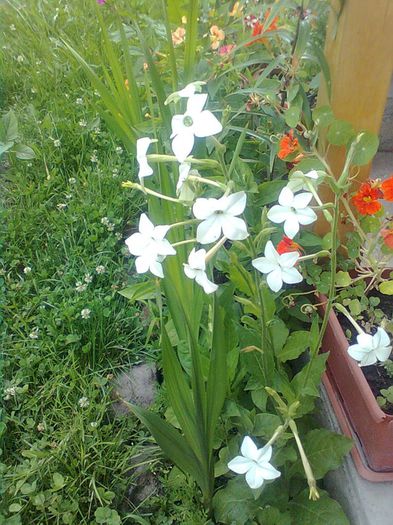  - GRADINA MEA 2014