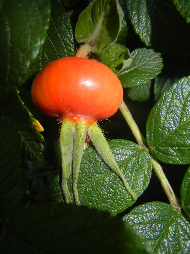 Rosa rugosa, hips (2014, June 27)