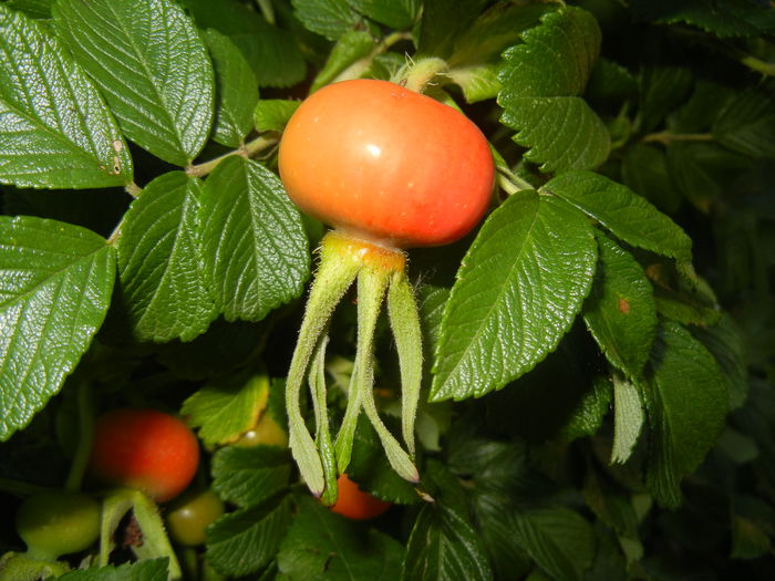 Rosa rugosa, hips (2014, June 27)